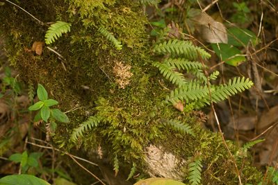 Adenophorus pinnatifidus, photographed by Kevin Faccenda