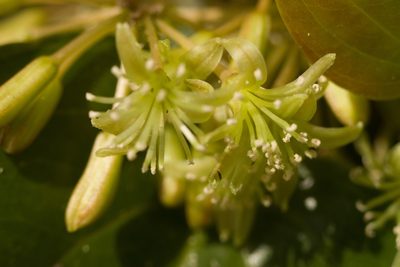 Smilax melastomifolia, photographed by Kevin Faccenda
