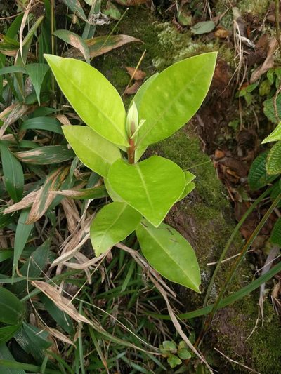 Myrsine pukooensis, photographed by Kevin Faccenda
