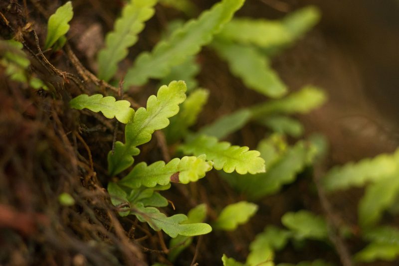 Adenophorus haalilioanus, photographed by Kevin Faccenda