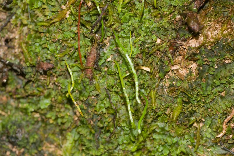 Microschizaea robusta, photographed by Kevin Faccenda