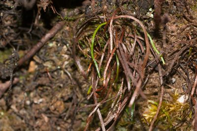 Microschizaea robusta, photographed by Kevin Faccenda