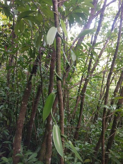Vanilla planifolia, photographed by Kevin Faccenda