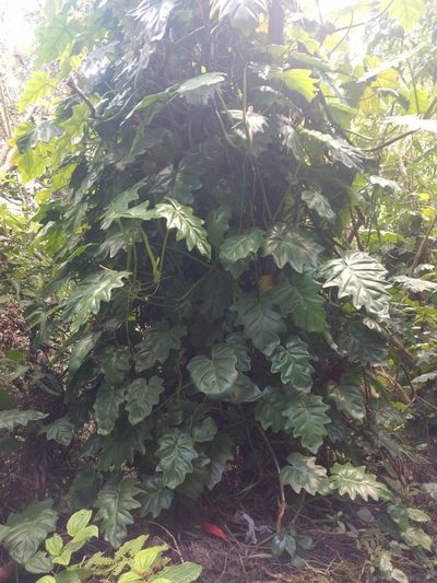 Philodendron lacerum, photographed by Kevin Faccenda