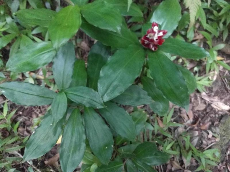 Costus pulverulentus, photographed by Kevin Faccenda