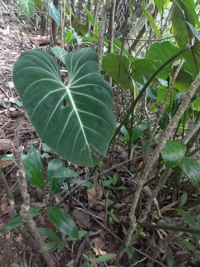 Philodendron gloriosum, photographed by Kevin Faccenda