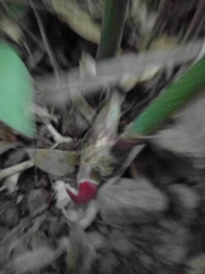 Philodendron gloriosum, photographed by Kevin Faccenda