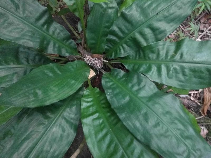Palisota bracteosa, photographed by Kevin Faccenda