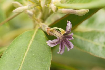 Scaevola mollis, photographed by Kevin Faccenda