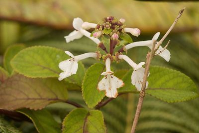 Phyllostegia grandiflora, photographed by Kevin Faccenda