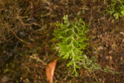 Hymenophyllum recurvum, photographed by Kevin Faccenda