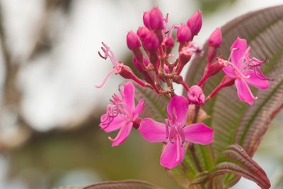 Oxyspora paniculata, photographed by Kevin Faccenda