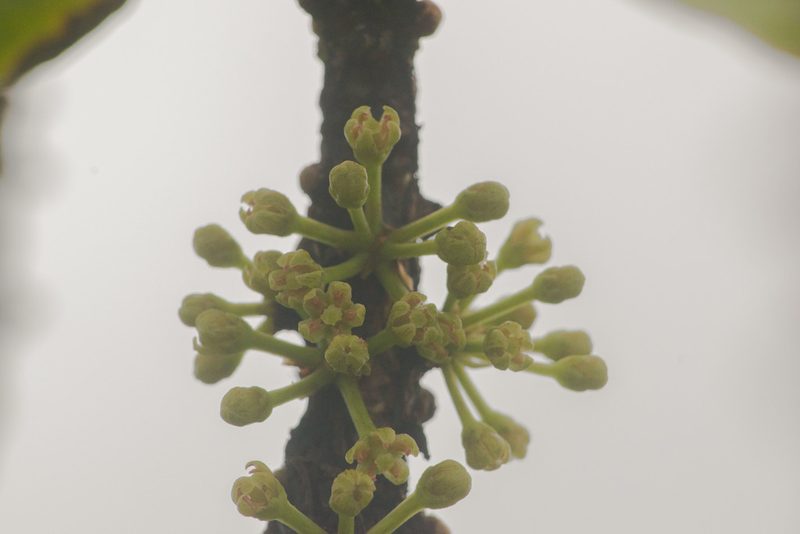 Myrsine pukooensis, photographed by Kevin Faccenda