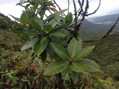 Myrsine pukooensis, photographed by Kevin Faccenda