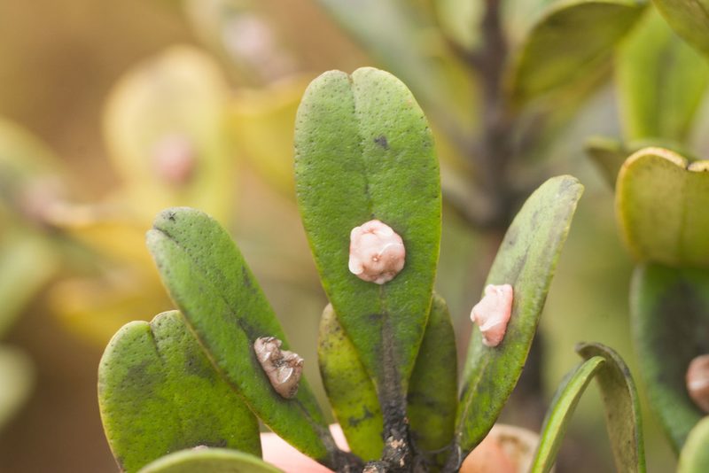 Myrsine sandwicensis, photographed by Kevin Faccenda