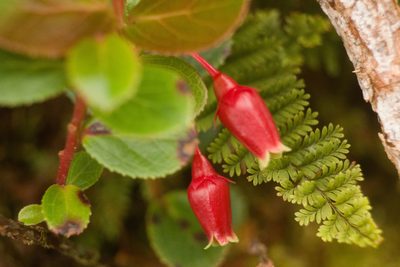 Vaccinium dentatum, photographed by Kevin Faccenda