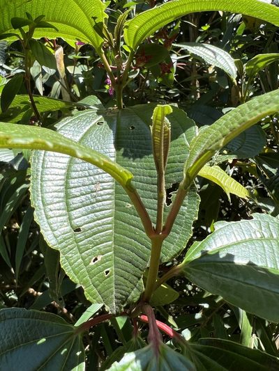 Axinaea macrophylla, photographed by Nicolás Baresch Uribe