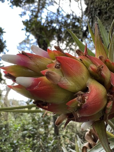 Tillandsia turneri, photographed by Nicolás Baresch Uribe