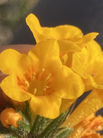 Amsinckia eastwoodiae, photographed by Adam J. Searcy
