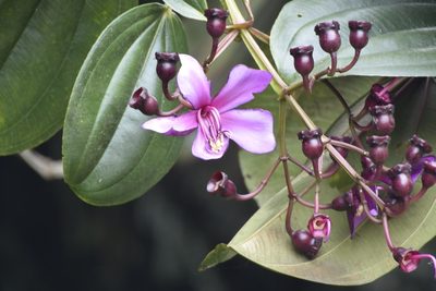 Meriania nobilis, photographed by My-Lan Le