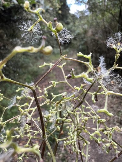 Valeriana clematitis, photographed by Nicolás Baresch Uribe