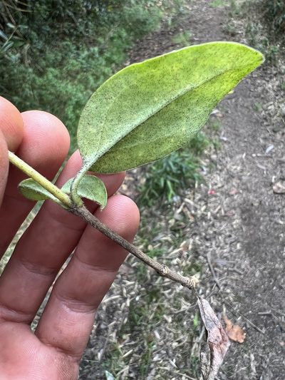 Valeriana clematitis, photographed by Nicolás Baresch Uribe