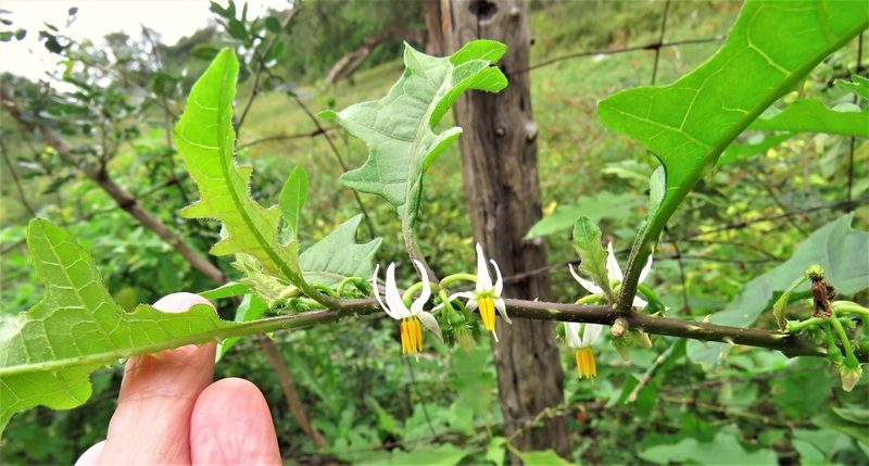 Solanum tampicense, photographed by Annika Lindqvist