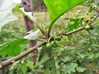 Solanum tampicense, photographed by Annika Lindqvist
