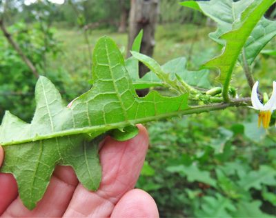 Solanum tampicense, photographed by Annika Lindqvist