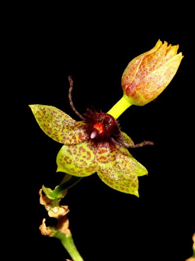 Trichoceros antennifer, photographed by Manuel Roncal