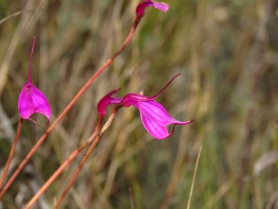 Masdevallia amabilis, photographed by Manuel Roncal