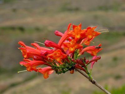 Tecoma rosifolia, photographed by Manuel Roncal