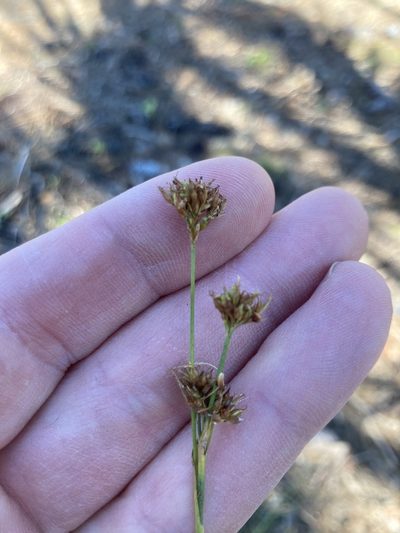 Rhynchospora fascicularis, photographed by Derek