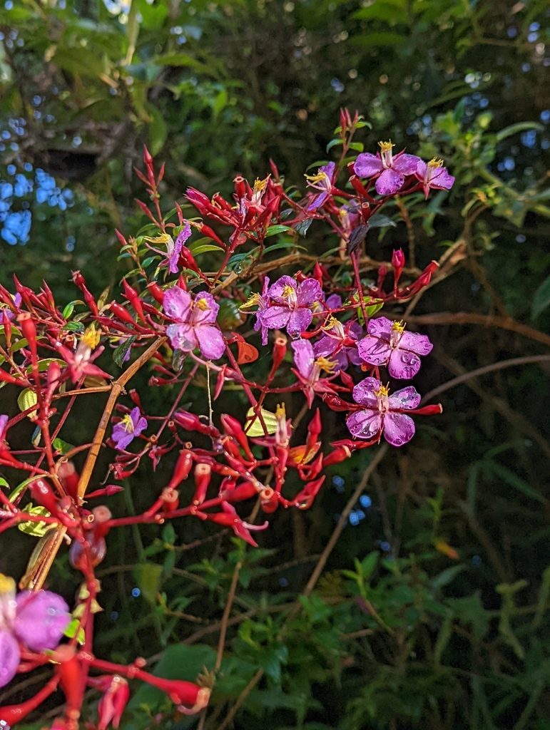 Monochaetum meridense, photographed by My-Lan Le