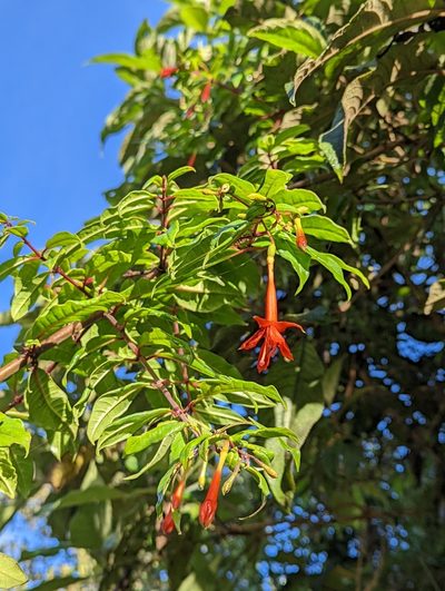 Fuchsia venusta, photographed by My-Lan Le