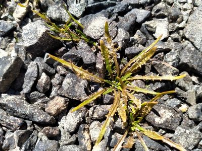 Plantago triandra, photographed by John Barkla
