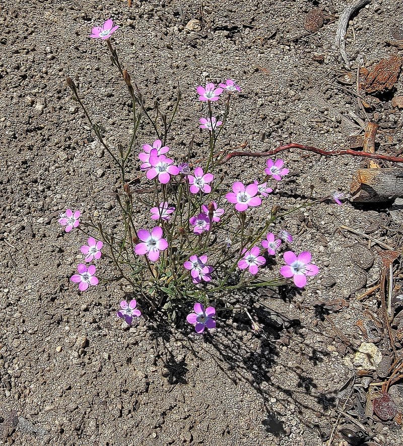 Gilia leptantha, photographed by Michelle Cloud-Hughes