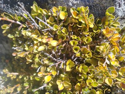 Myrsine nummularia, photographed by John Barkla