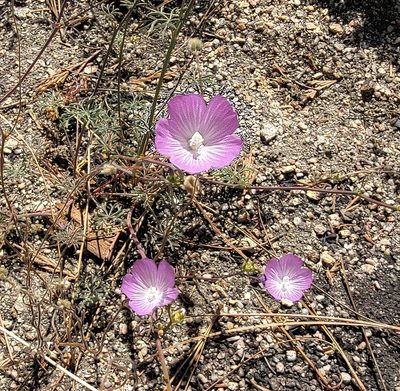 Sidalcea multifida, photographed by Michelle Cloud-Hughes