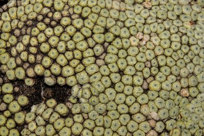 Raoulia buchananii, photographed by Carey_Knox_Southern_Scales