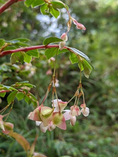 Begonia foliosa, photographed by My-Lan Le