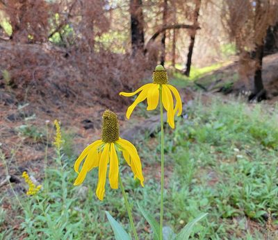 Rudbeckia californica, photographed by Michelle Cloud-Hughes