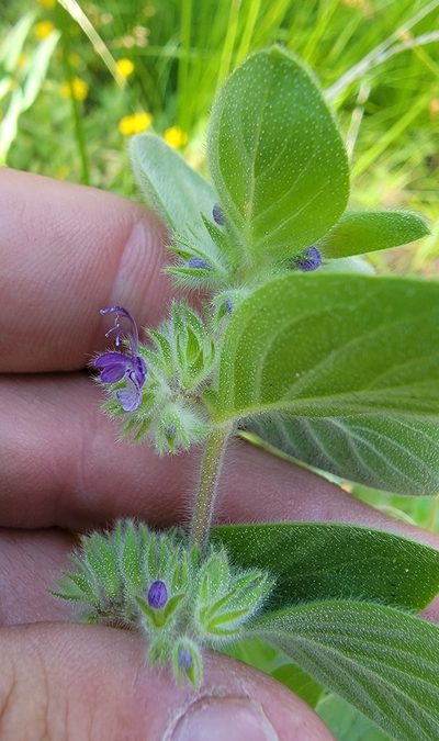 Trichostema oblongum, photographed by Michelle Cloud-Hughes