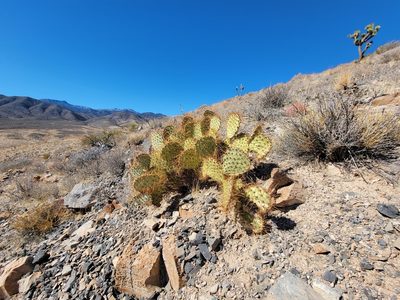 Opuntia curvispina, photographed by Michelle Cloud-Hughes