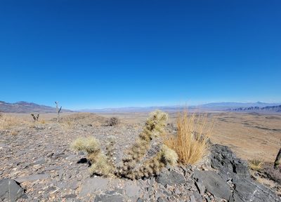 Cylindropuntia multigeniculata, photographed by Michelle Cloud-Hughes