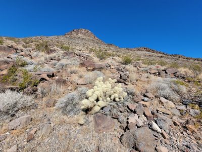 Cylindropuntia multigeniculata, photographed by Michelle Cloud-Hughes