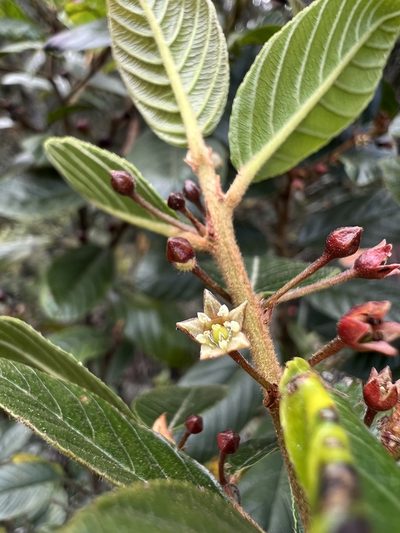 Frangula goudotiana, photographed by Nicolás Baresch Uribe