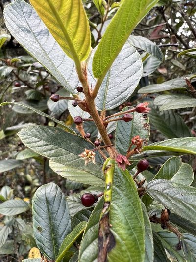 Frangula goudotiana, photographed by Nicolás Baresch Uribe
