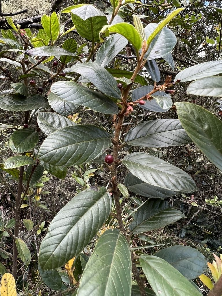 Frangula goudotiana, photographed by Nicolás Baresch Uribe