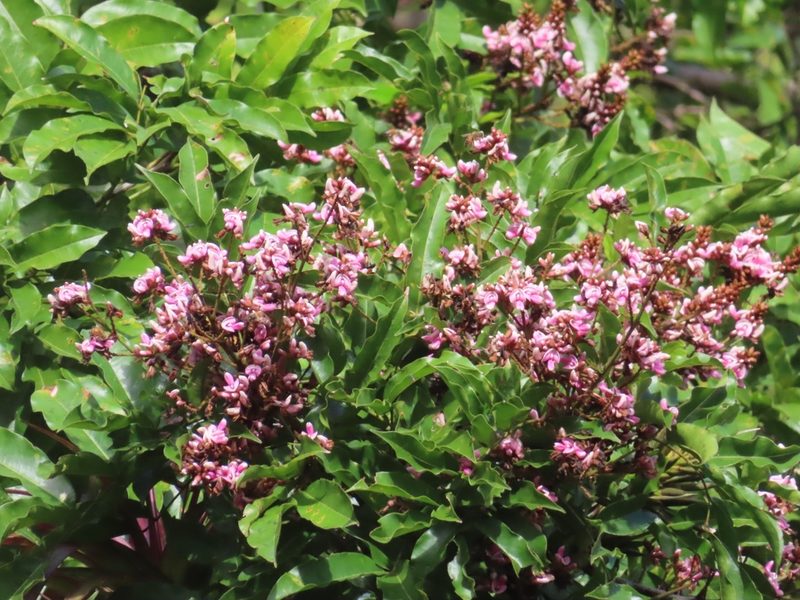 Andira inermis, photographed by Wes Gapp